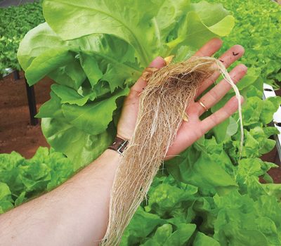 Por serem colhidas com a raiz, as plantas cultivadas em 
sistema hidropônico se conservam por mais tempo.