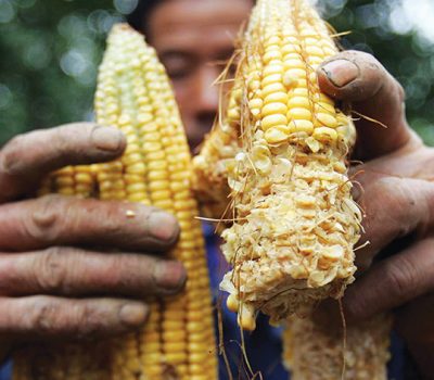 Na Serra Gaúcha, os principais problemas registrados pela espécie são nas lavouras de milho