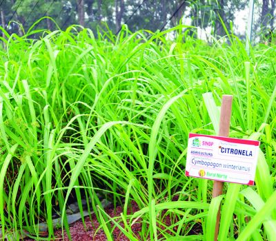 Citronela produz substâncias que repelem naturalmente mosquitos, pernilongos e também outros insetos.