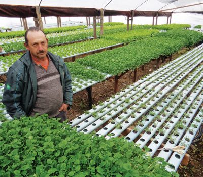 Na área urbana de Flores da Cunha, o produtor Plínio Gotardo Dartora trabalha com hortaliças hidropônicas e utiliza a água da chuva para alimentar as plantas
Foto: Camila Baggio