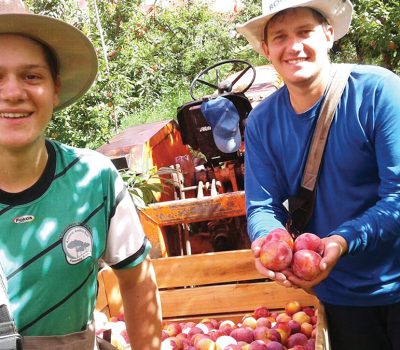 Os irmãos Leonardo e Eduardo Riva juntos na colheita da ameixa. Fazenda Souza, Caxias do Sul/RS