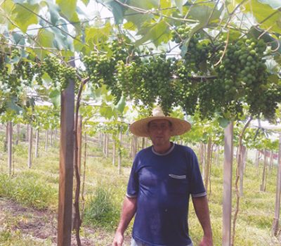 Mauri Gazzi nos cuidados com a uva Niágara Rosa em cultivo protegido. Travessão Alfredo Chaves - Flores da Cunha/RS