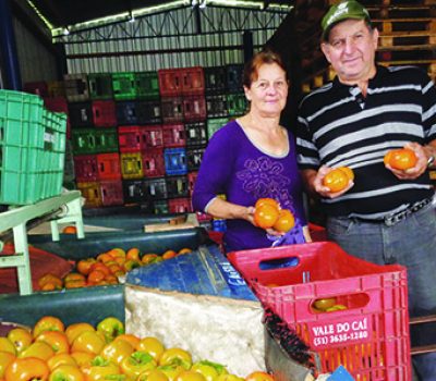 Ivanete e José Pontel mostram com orgulho a produção de caquis.