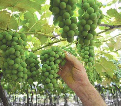 Bagas apresentam boa sanidade devido ao clima registrado até o momento