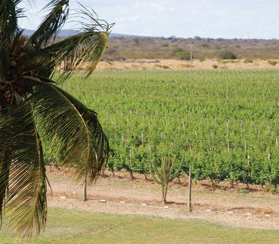 Clima e irrigação propiciam duas colheitas ao ano no nordeste brasileiro