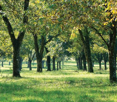 Noz-pecã é alternativa de diversificação produtiva com pouca exigência em mão de obra, demanda pela fruta e possibilidade de consorciação com outras atividades