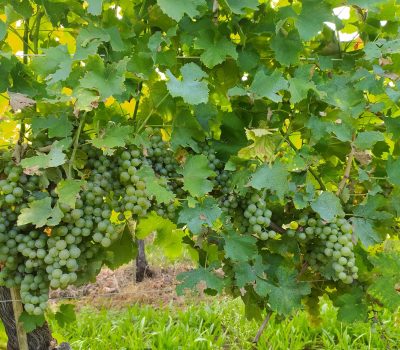 Parcela testemunha de Sauvignon Blanc