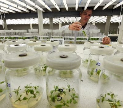 Pesquisador Murilo Dalla Costa produz mudas livres de vírus no Laboratório de Biotecnologia da Epagri em Lages - Foto: Pablo Gomes/Epagri