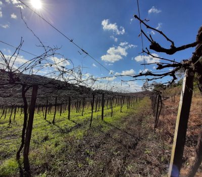 Poda de inverno iniciada na Serra Gaúcha (1)