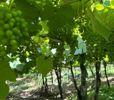 Preço mínimo da uva para 2026 acende alerta entre entidades da vitivinicultura (2)
