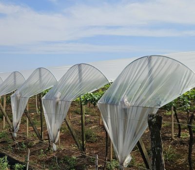 Projeto paranaense quer descobrir se cultivo protegido pode reduzir deriva de herbicidas e uso de fungicidas na uva de mesa (4)