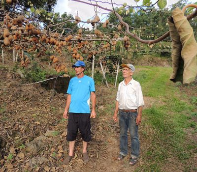 Celito Contini (E) e seu pai, Claudino Contini, mostram o estrago que a doença vem causado no pomar de kiwi da família, em Farroupilha