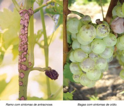 Recomendacoes aos produtores para1