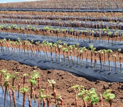 Registro de cultivares de interesse público avança no RS para regularização da produção de mudas no Brasil (4)