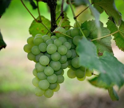 SC Vales da Uva Goethe conquista Denominação de Origem (4)