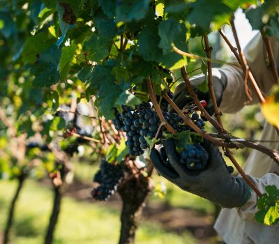 Safra Aurora 2025 (1) Crédito Anderson Pagani