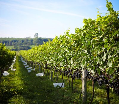 Safra - Crédito Silvia Tonon