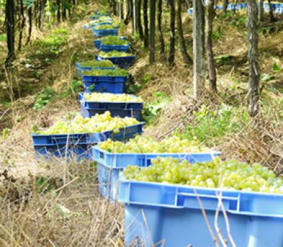 Safra_Maiquel Vignatti (2)