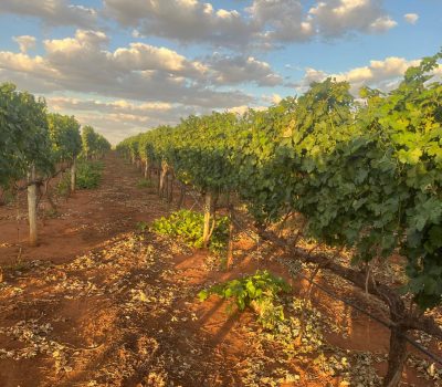 Serra das Galés testa água ozonizada no controle de pragas em Goiás (11)