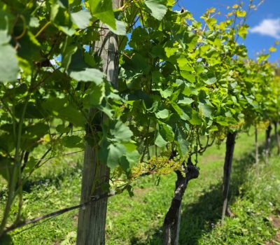 Setor vitivinícola projeta safra de 800 milhões de quilos de uva no Rio Grande do Sul em 2025-26 (3)