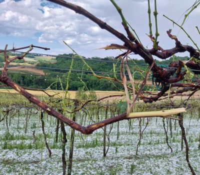 Temporal de granizo provoca perda total de vinhedo da Vinícola Vizini (4)