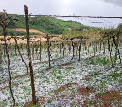 Temporal de granizo provoca perda total de vinhedo da Vinícola Vizini (7)