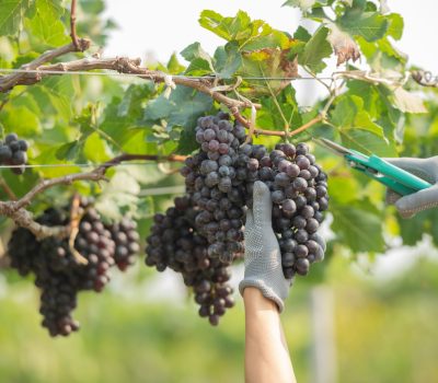 hands holding and cutting grape from the plant. Woman with glove, straw hat harvesting black grapes at vineyard. Farmer holding pruning shears and picking grape.