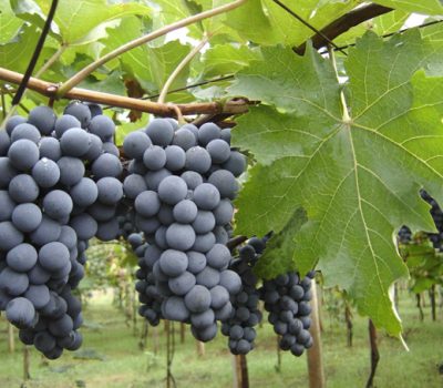 Uva-variedade-Magna_