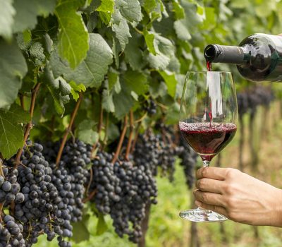 Uva e vinho - Crédito Dandy Marchetti, Ibravin