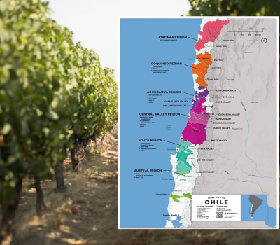 Vindima no Chile tem baixa produção, mas mantém qualidade