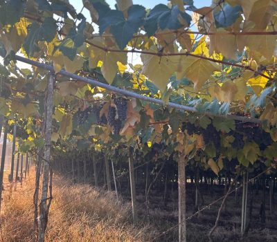 Vinhedo em Flores da Cunha - Foto Evelin Queiroz
