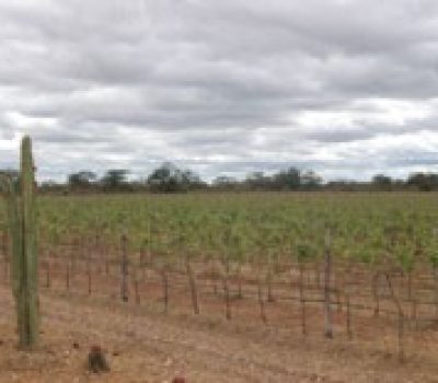 Vinhos Brasileiros - tipos e estilos
