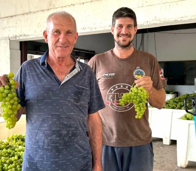 Vinícola Giacomin projeta safra promissora de Moscato Giallo em 2025 (1)
