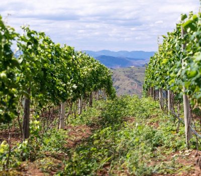 Vinícola TERRABENTA