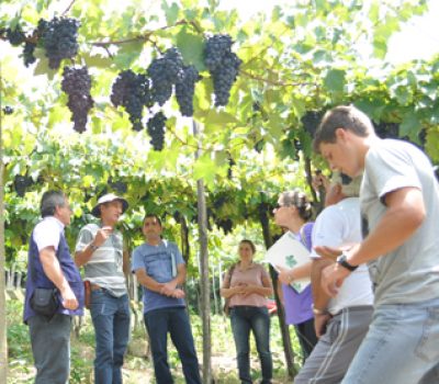 Viticultores conhecem a