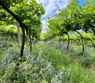 Viticultura sustentável da Serra Gaúcha será destaque na COP30 (2)