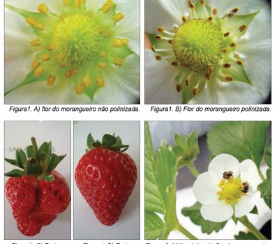 abelha sem ferrão -12