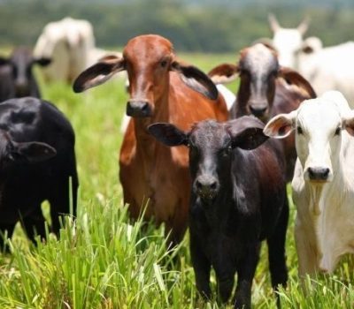 Lei prevê penas mais graves para o crime de furto e abate clandestino de animais