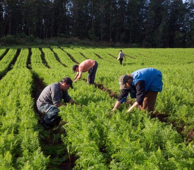 Protudor de Hortaliças: Familia Frohlic em Santa Maria do Herval RS. Foto Albino OliveiraMDA