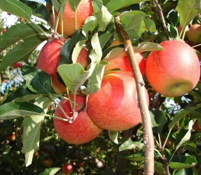 bxk235773_maca-gala800