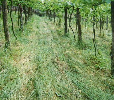 capa - manejo da cobertura verde