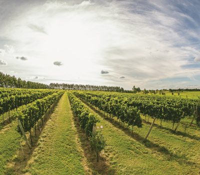 Viticultura já está presente em 27 das 35 microrregiões gaúchas. Destaque é para a Campanha, que saltou de 95 hectares para 564 em 20 anos. Na foto, vinhedos da Dunamis em Dom Pedrito. FOTO/JEFERSON SOLDI/DIVULGAÇÃO