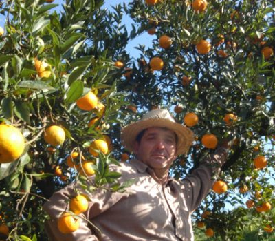 citrus-2_