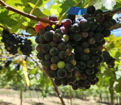 Projeto vai avaliar cultivares e técnicas para produção de uvas destinadas a vinhos finos. Foto: Incaper/Daniel Borges
