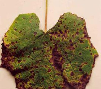 Sintomas de doenças nas folhas de videira: mancha das folhas, causada por Pseudocercospora vitis.