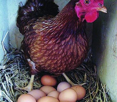 Produção de ovos orgânicos preconiza o bem-estar das aves.