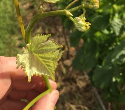 herbicidas perdas rio grande do sul audiência publica