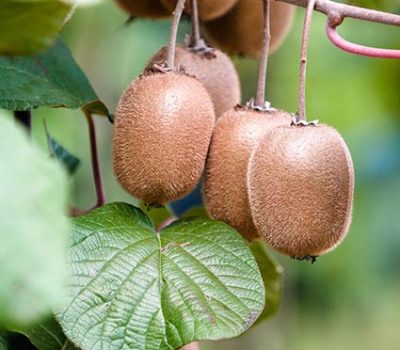 kiwi