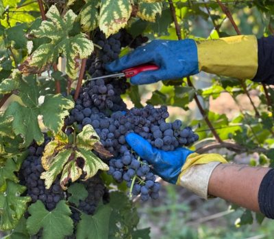 nebbiolo (1)
