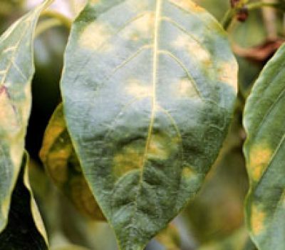 Foto: cnph.embrapa.br/Divulgação